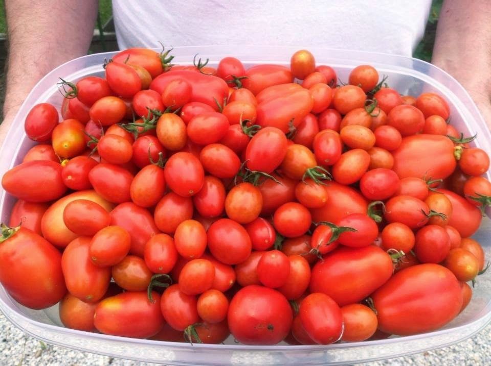 Tomatoes from our garden.