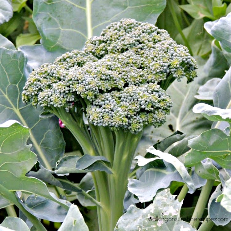 Stalk of broccoli from the WOS Garden ready to be harvested. 