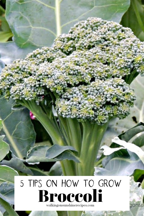 Tips on growing broccoli in your backyard vegetable garden. 