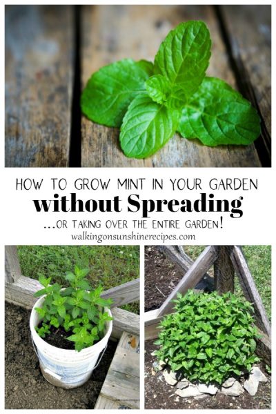 How to Grow Mint in your Garden without Spreading | Walking on Sunshine