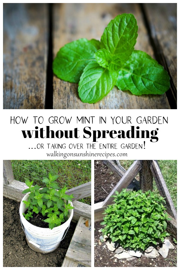 Mint plant growing in a controlled garden environment