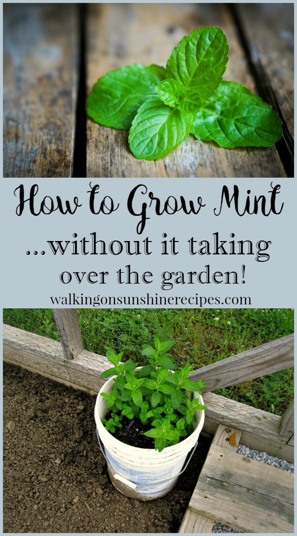 How to Grow Mint in your Garden without it Taking over the Garden from Walking on Sunshine Recipes. 