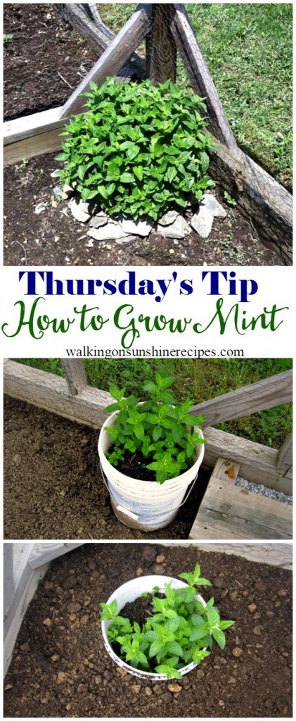 Here are five tips for growing mint in your garden this year without the mint taking over your garden for this week's Thursday's Tip from Walking on Sunshine Recipes. 