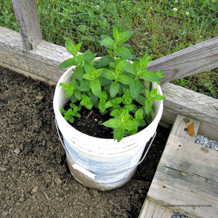 Mint in a Bucket in the Garden