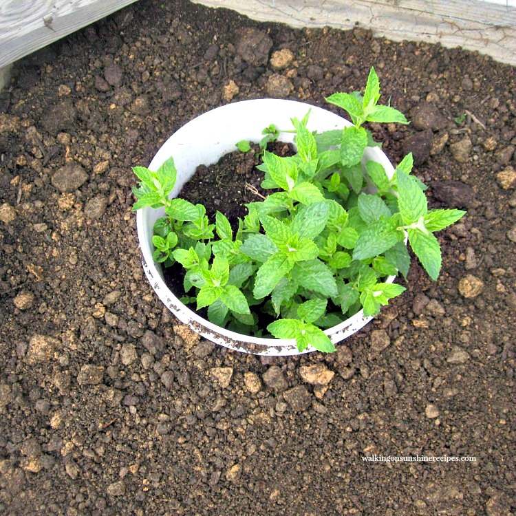 Mint planted in the garden in a 5 gallon bucket