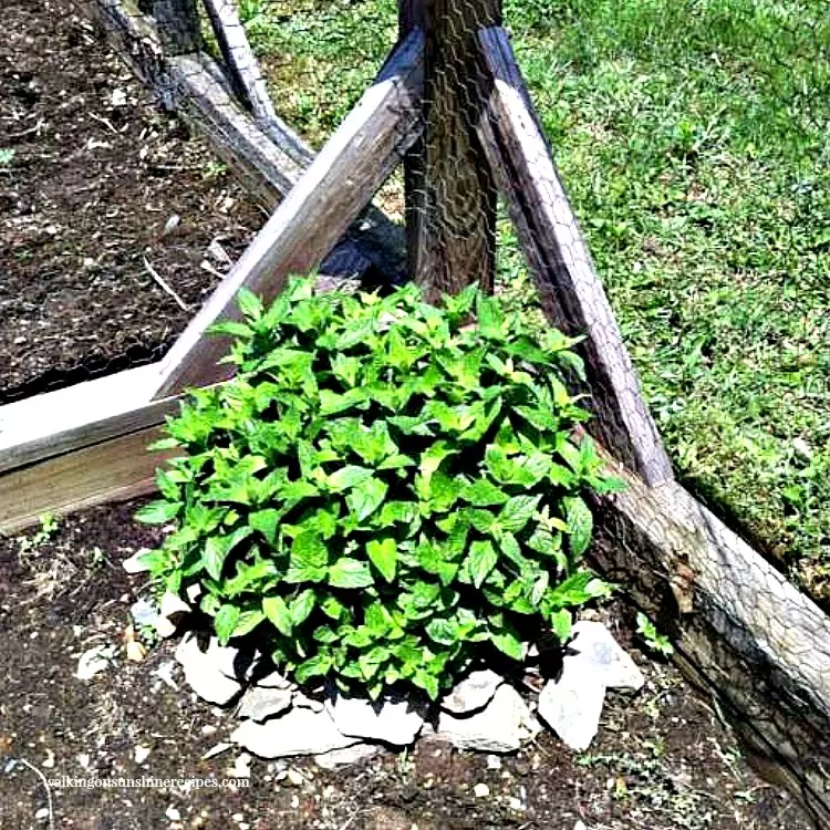 Mint planted in the ground in our garden in a 5 gallon bucket