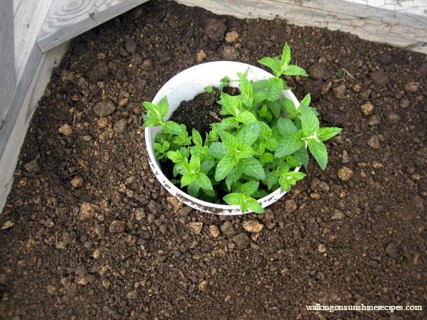 5 Easy Tips on Growing Mint in your Garden without Spreading