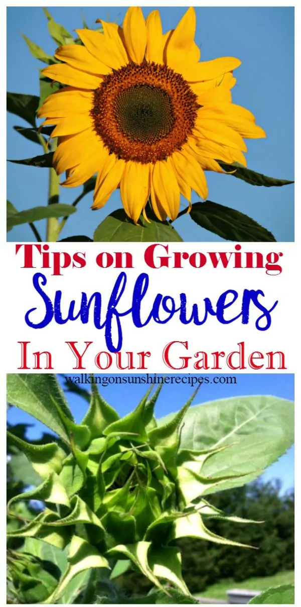 Easy Tips on Growing Sunflowers in Your Garden from Walking on Sunshine Recipes