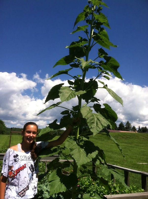Gracie standing next to our largest sunflower. 