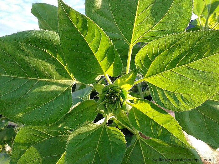 Sunflower head just forming.