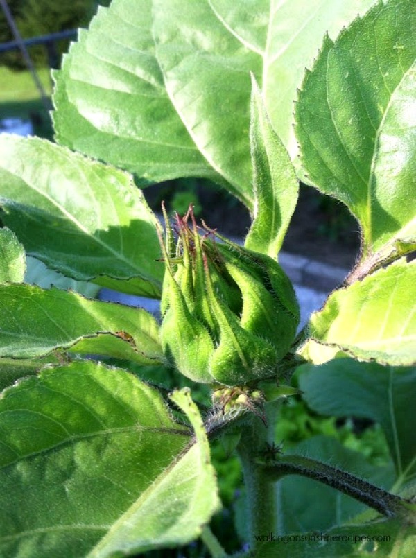 Sunflower head getting bigger. 