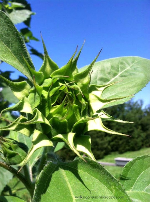 Sunflower head getting ready to open. 