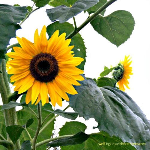 5 Tips On How To Grow Sunflowers In Your Garden | Walking On Sunshine