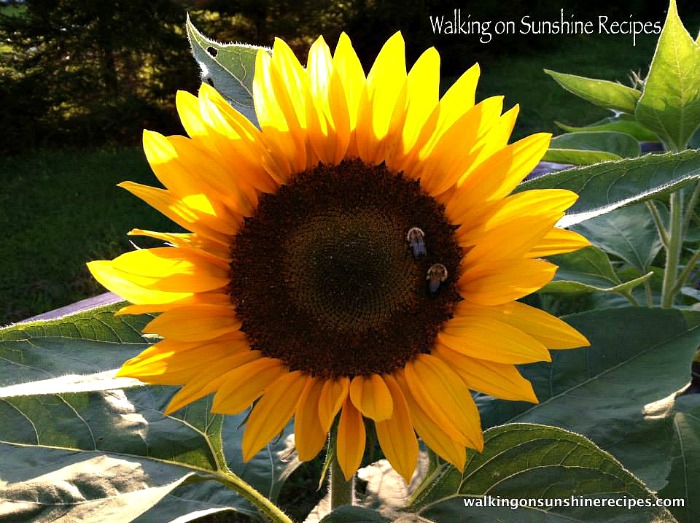 Sunflower with bees from our garden.