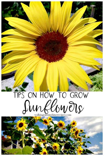 5 Tips on How to Grow Sunflowers in your Garden | Walking on Sunshine