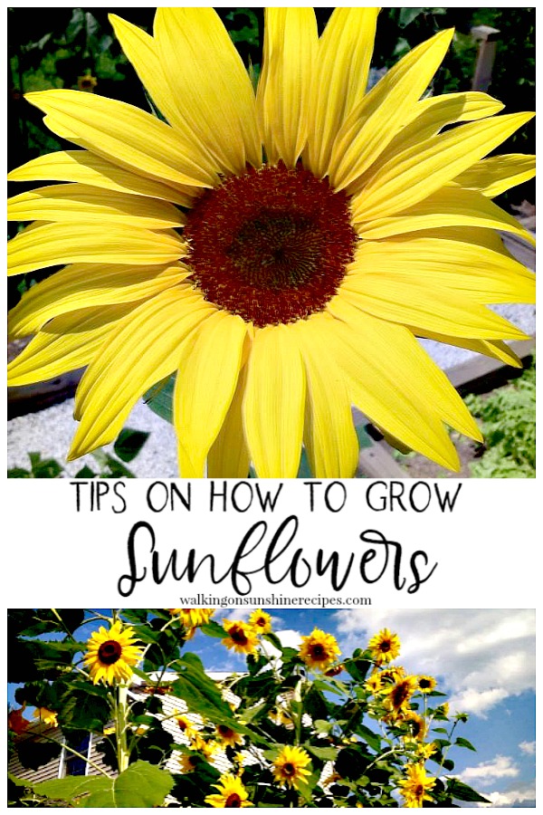 Sunflowers growing in the vegetable garden. 