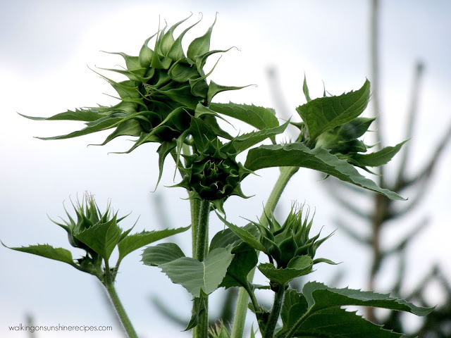 A group of sunflowers getting ready to bloom. 