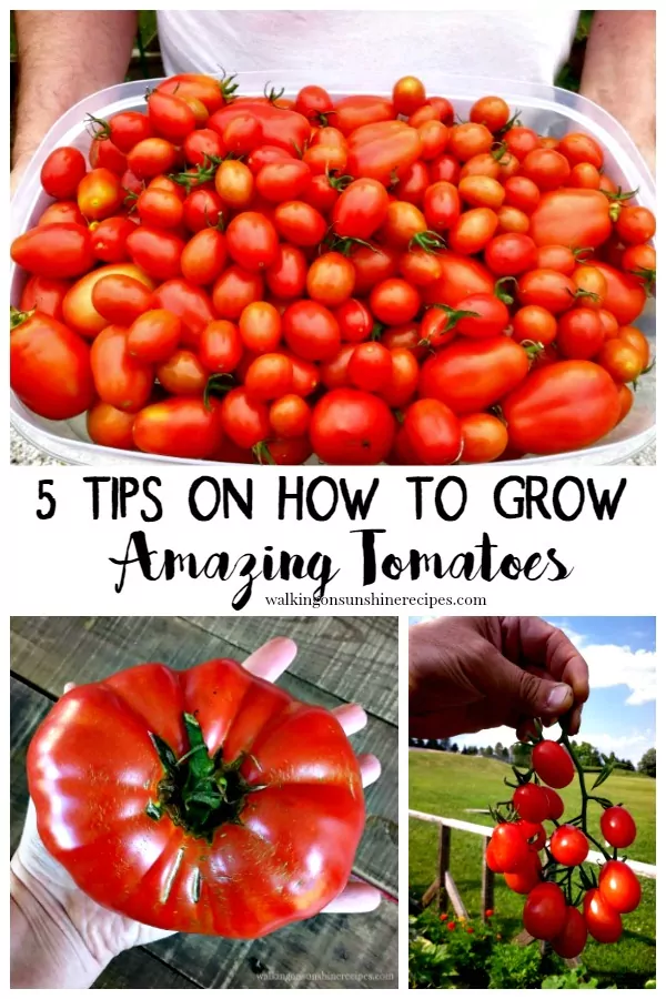 5 Tips on How to Grow Amazing Tomatoes from Walking on Sunshine Recipes