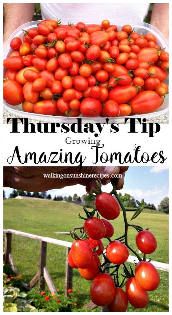 5 Tips on How to Grow Amazing Tomatoes is this week's Thursday's Tip from Walking on Sunshine Recipes.