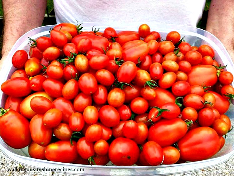 Home-Grown Tomatoes in large plastic container.