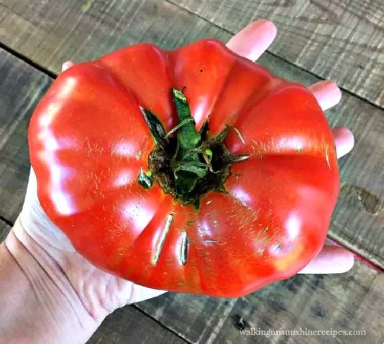 Largest tomato from our vegetable garden. 