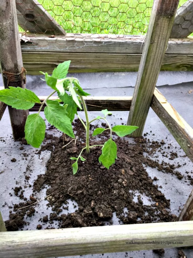Newly planted tomato plant in between homemade tomato cage from Walking on Sunshine Recipes
