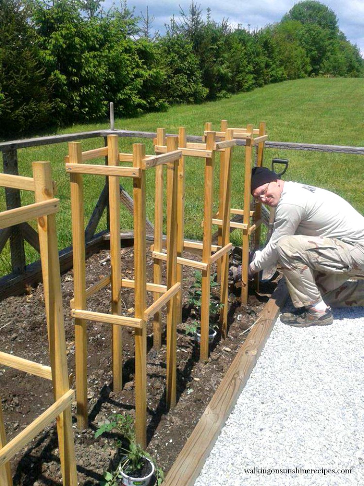 Planting tomato plants in the garden in newly made wooden tomato cages from Walking on Sunshine Recipes