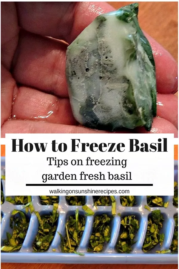 How to Freeze Basil Fresh from the Garden from Walking on Sunshine Recipes