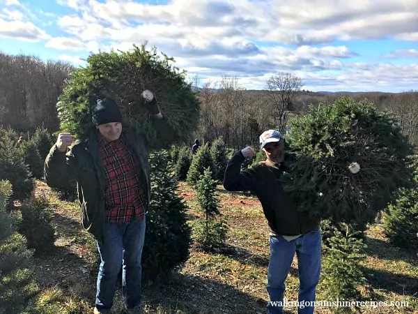My husband and my brother carrying our fresh cut Christmas trees from Walking on Sunshine. 