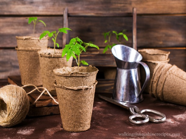 Peet Pot Containers are an easy way to start seeds indoors for a great garden from Walking on Sunshine. 