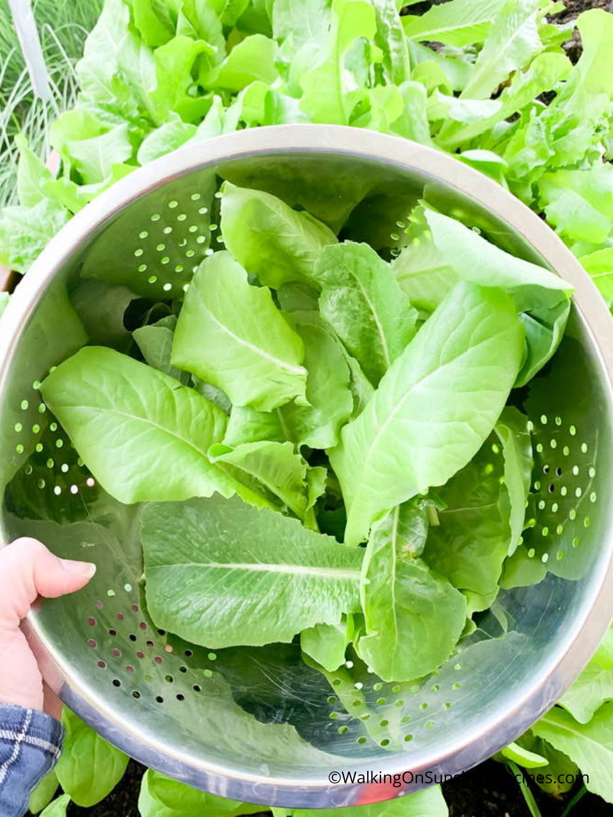 Lettuce in bowl.