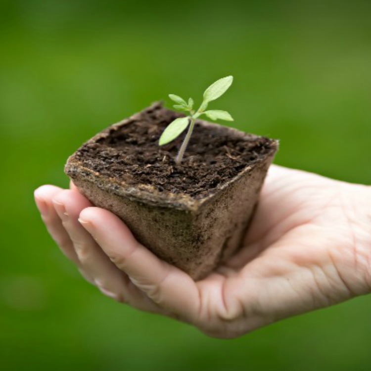 Tips on Starting Seeds Indoors FEATURED photo