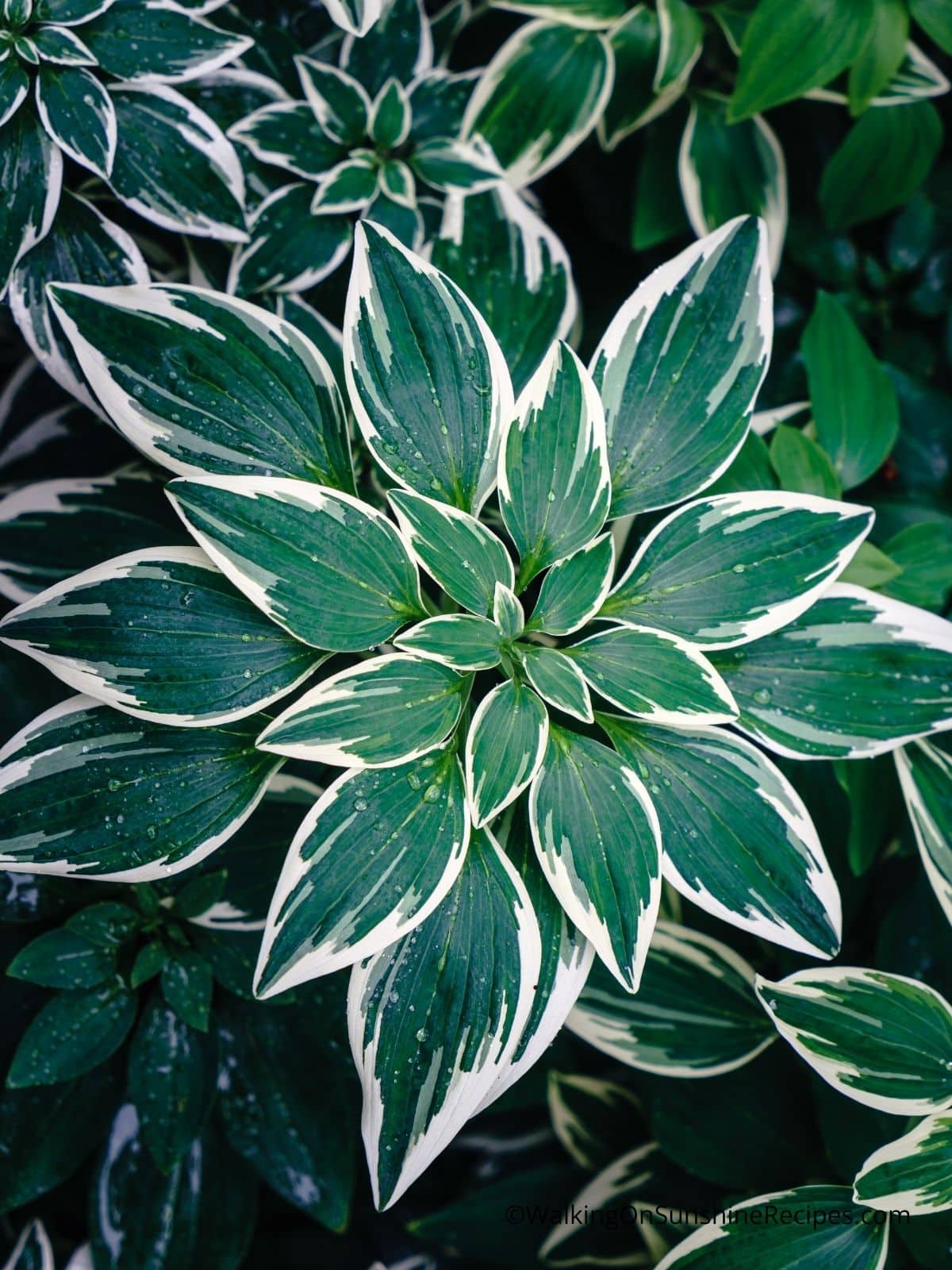 growing hostas,