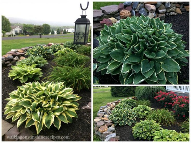 Growing Hostas in your Garden with Easy Maintenance Tips