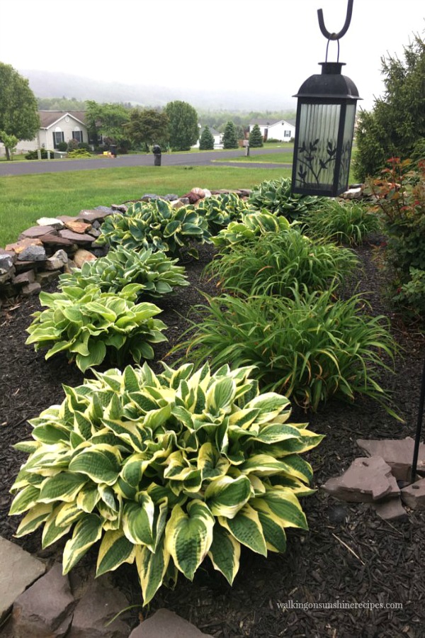 Hosta Garden Design Ideas