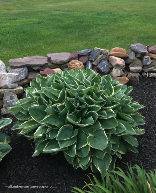 where to plant hostas