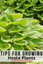 Growing Hostas in your Garden with Easy Maintenance Tips