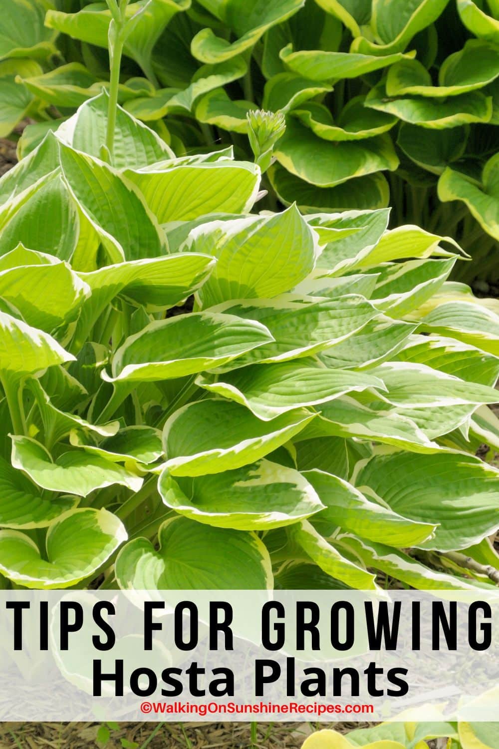 Growing Hostas in your Garden with Easy Maintenance Tips