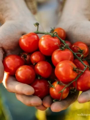 Man holding bunch of tomatoes from Walking on Sunshine Recipes