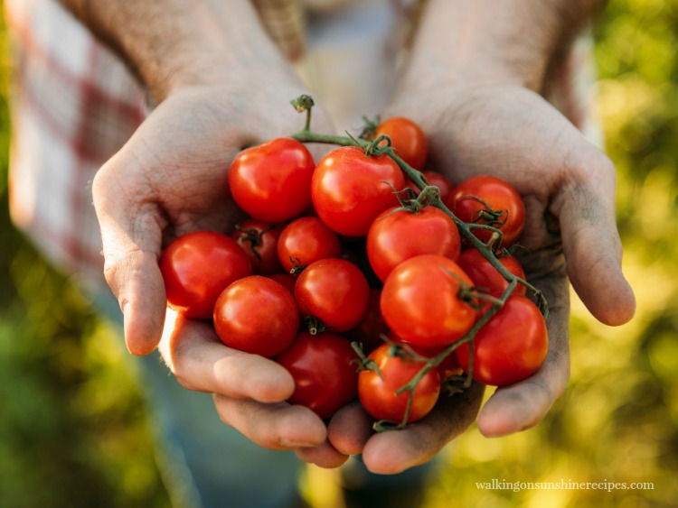 Man holding bunch of tomatoes from Walking on Sunshine Recipes