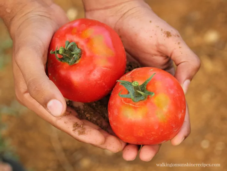 Tomatoes picked from the garden held in hands from Walking on Sunshine Recipes. 