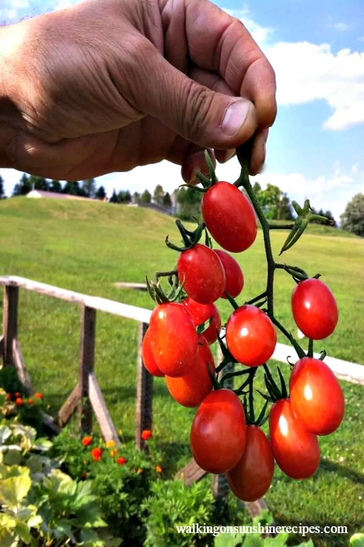 A bunch of beautiful grape tomatoes from Walking on Sunshine Recipes. 