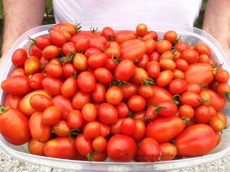Large quantity of home-grown tomatoes from Walking on Sunshine Recipes. 