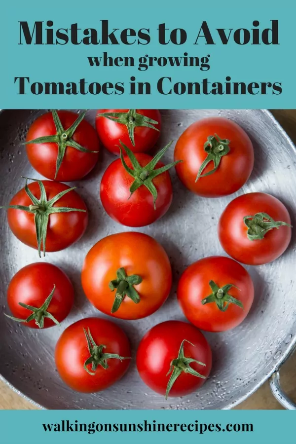 Mistakes to Avoid when Growing Tomatoes in Containers