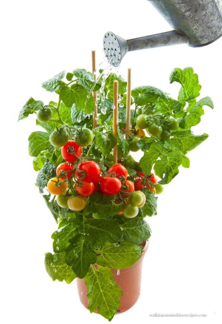 Watering tomato plant in container from Walking on Sunshine Recipes. 