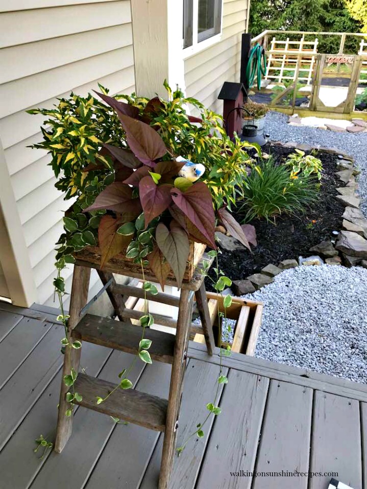 Flowers in log planter on top of antique wooden ladder. 