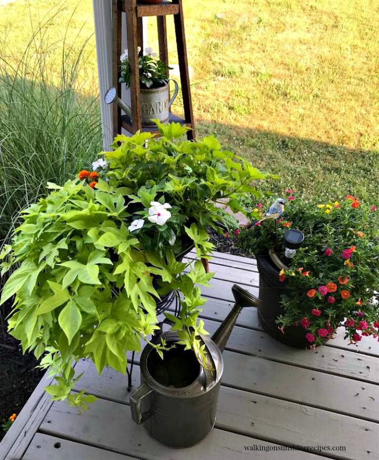 Flowers in planters with galvanized watering can. 