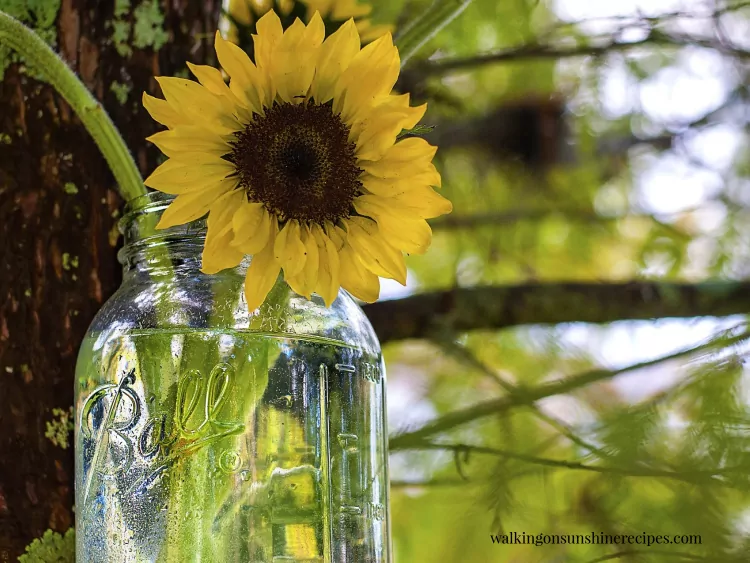 Sunflower in mason jar of water.