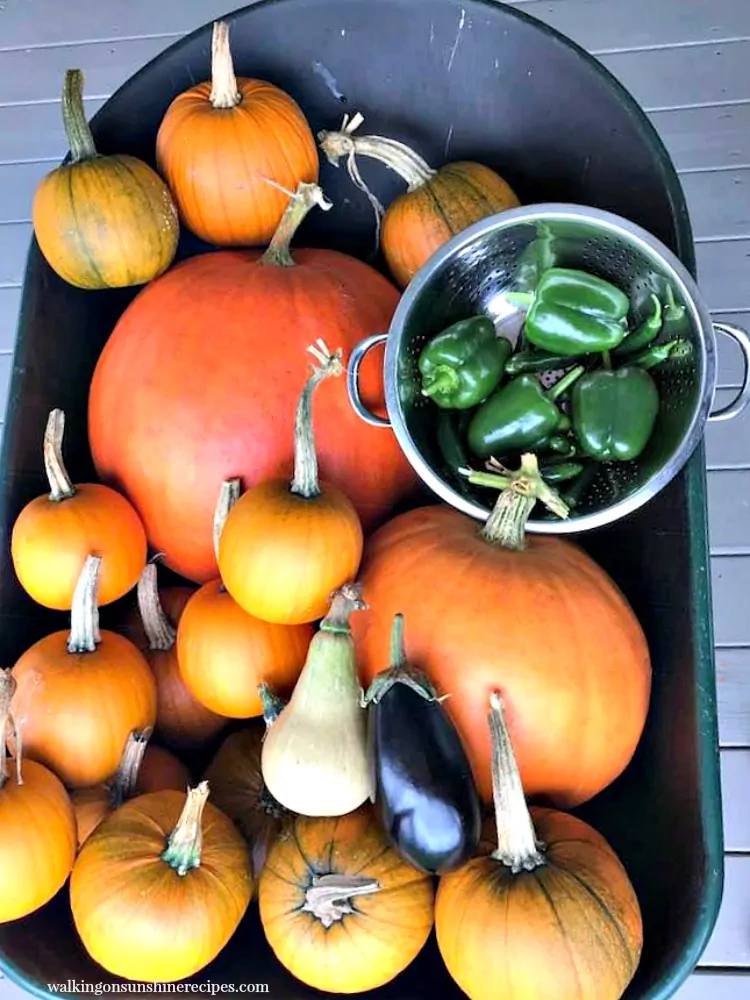 pumpkins, squash and peppers in wheel barrel