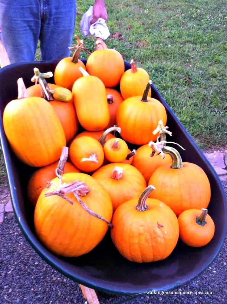 pumpkins in wheel barrel